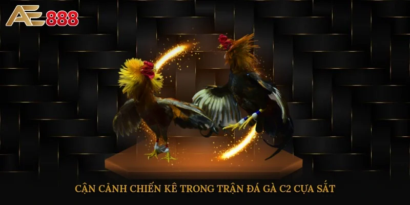 Cận cảnh chiến kê trong trận đá gà C2 cựa sắt