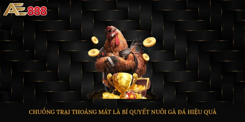 Chuồng trại thoáng mát là bí quyết nuôi gà đá hiệu quả