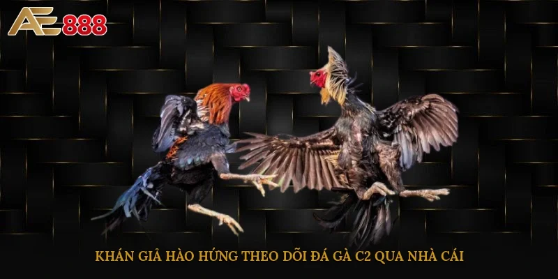 Khán giả hào hứng theo dõi đá gà C2 qua nhà cái