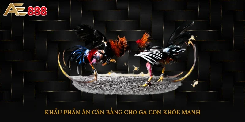 Khẩu phần ăn cân bằng cho gà con khỏe mạnh