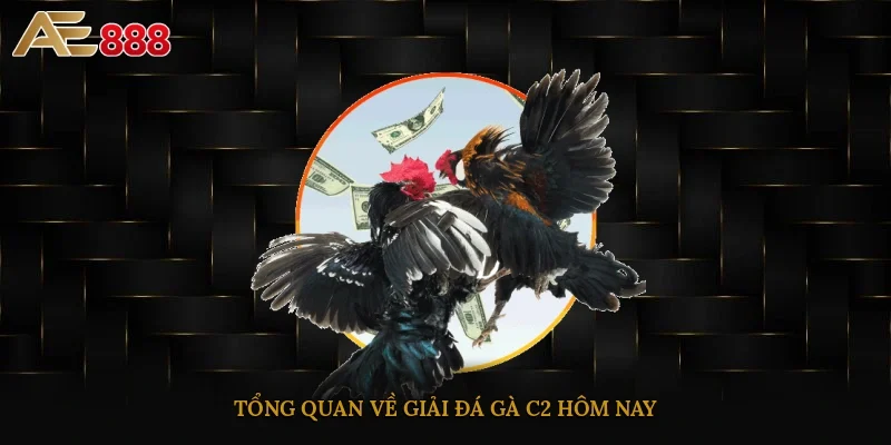 Tổng quan về giải đá gà C2 hôm nayTổng quan về giải đá gà C2 hôm nay