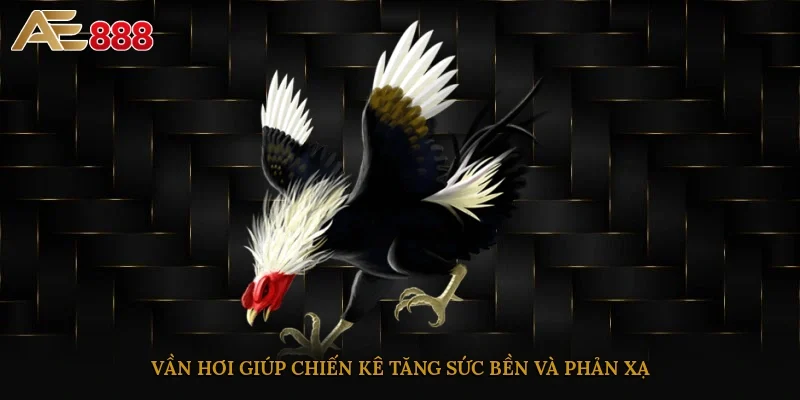 Vần hơi giúp chiến kê tăng sức bền và phản xạ